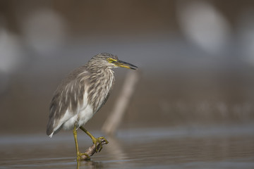 The Indian pond heron
