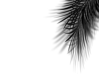 palm leaf shadow on empty white wall background, black and white