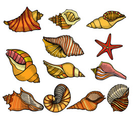 Sea shell Set