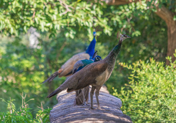 Naklejka premium Rajasthan, India - between Delhi and Pakistan, a desertic region where a wide variety of wildlife can be seen at close range: birds, deers, monkeys, moongooses, 100% wild and free