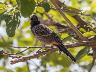 Rajasthan, India - between Delhi and Pakistan, a desertic region where a wide variety of wildlife can be seen at close range: birds, deers, monkeys, moongooses, 100% wild and free