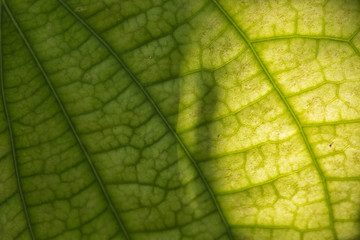 Abstract of leave natural background, pepper tree.