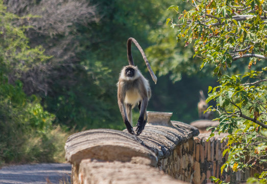 Rajasthan, India - between Delhi and Pakistan, a desertic region where a wide variety of wildlife can be seen at close range: birds, deers, monkeys, moongooses, 100% wild and free