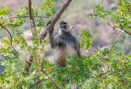 Rajasthan, India - between Delhi and Pakistan, a desertic region where a wide variety of wildlife can be seen at close range: birds, deers, monkeys, moongooses, 100% wild and free