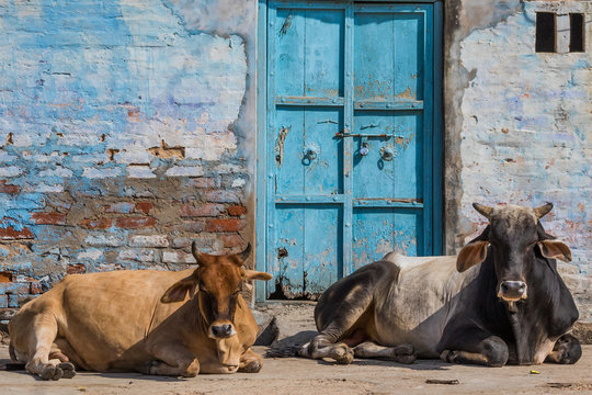 Rajasthan, India - between Delhi and Pakistan, a desertic region where a wide variety of wildlife can be seen at close range: birds, deers, monkeys, moongooses, 100% wild and free