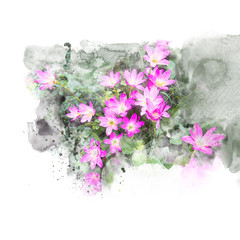 Illustration of blossom pink rain lily flower.