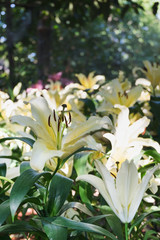 Fototapeta premium Beautiful white lily flower in botanic garden floral decoration