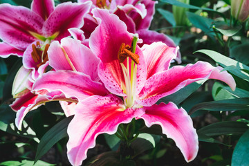 Beautiful pink lily flower in botanic garden floral decoration
