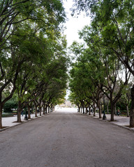 Tree Grove in Athens, Greece