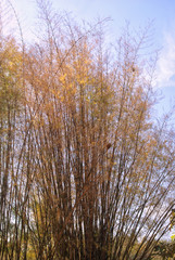 winter forest and blue sky
