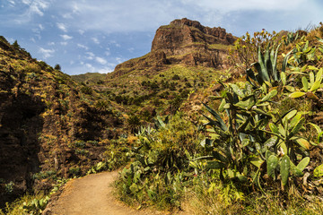 Fototapeta premium Masca, mountain village and popular hiking trail on Tenerife, Canary Islands, Spain. Popular tourist destination and attraction