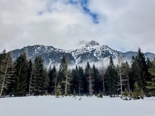 Wald vor Bergkette mit Nebel