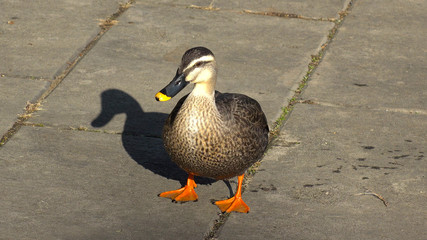 Duck in the park (Japan, Tokyo, Tama city central park).