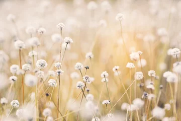 Schilderijen op glas Close-up kleine witte bloem in de natuur © sawitreelyaon