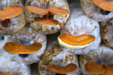 Shiitake in the nature