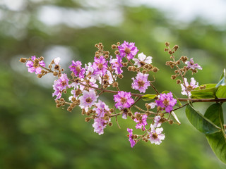 Lagerstroemia, the violet blossom