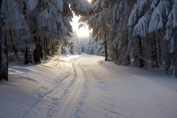 Skiloipe am Rennsteig mit Wintersonne, Skispur im Schnee Blick Winterwald2