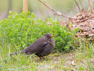 a little gray-brown bird