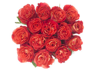 bright red roses on a white background