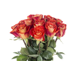 bright roses on a white background