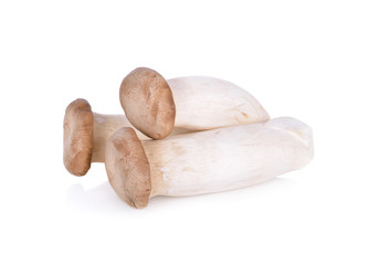 uncooked Eryngii mushroom or King oyster mushroom on white background
