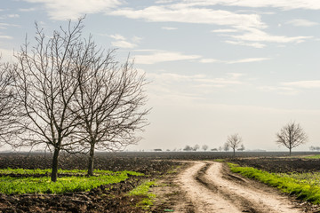 road in a field 