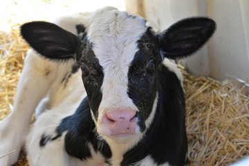 inek hayvancılık &ccedil;iftlik