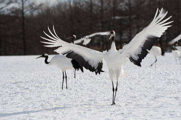 Obraz premium Red-crowned Crane Landing