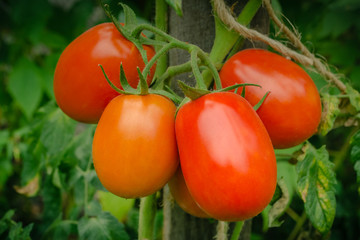 Natural tomato from a bush. Ripe red tomatoes from the greenhouse. Ripe organic tomatoes in the garden, ready for harvesting. Fresh tomatoes.