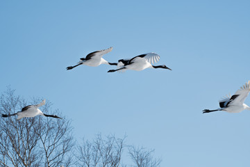 Red-crowned Cranes Flying