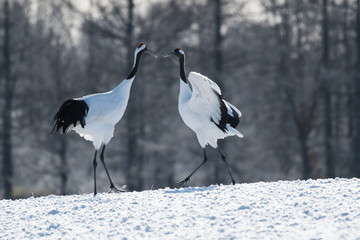 Red-crowned Cranes Dancing