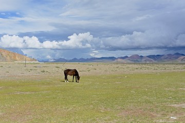 西藏草原的马
