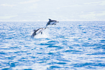 Pacific White-sided Dolphins Jumping