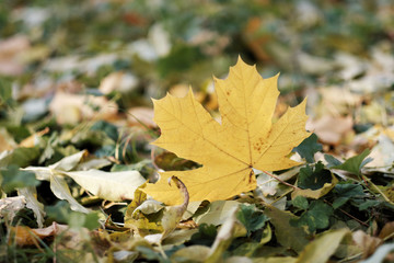 Autumn leaves lie on the ground