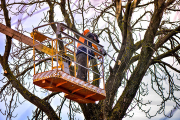 Tree pruning and sawing by a man with a chainsaw, standing on a platform of a mechanical chair lift, on high altitude between the branches of old, big oak tree. Branches, timbers and sawdust falling