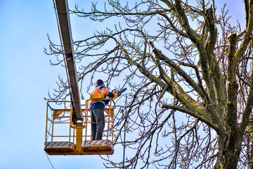 Tree pruning and sawing by a man with a chainsaw, standing on a platform of a mechanical chair...