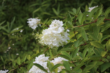 ノリウツギの花（ミナズキ）