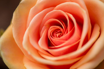 Macro shot of beautiful rose. Warm colors, romantic autumn background.
