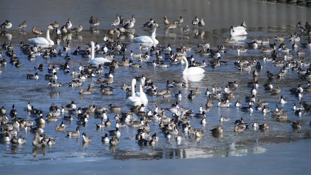 氷が溶けた部分に、カモたちが続々と飛んできます。オオハクチョウ、オナガガモ、ホシハジロ