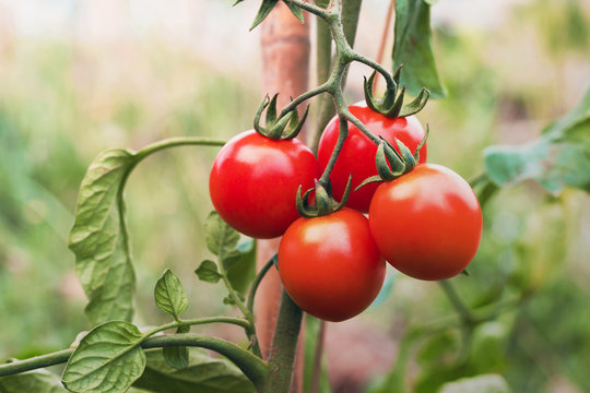 ripe tomato in garden