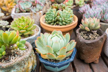  Miniature succulent plants in garden