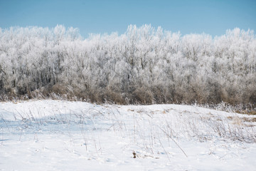 winter forest, beautiful wild landscape with snow and blue sky, nature concept