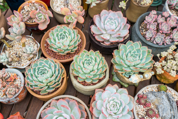  Miniature succulent plants in garden