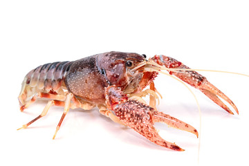 Crayfish Procambarus clarkii ghost on white background