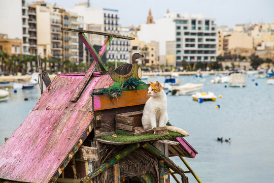 Cat on the roof of wooden house of The Duck Village on Malta, located on Manoel Island in Gzira, Between Slima and Valletta. Wooden houses built for animal to live together in peace.