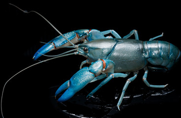 Blue crayfish cherax destructor,Yabbie Crayfish isolate