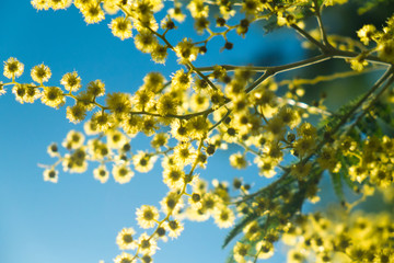 Silber-Akazie (falsche Mimose) in Voller Blüte