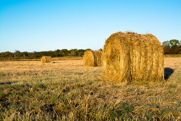 Rolls of haystacks on the field.