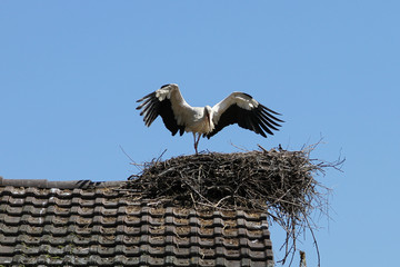 Weissstorch auf dem Nest