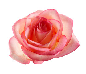 Rose bud isolated on white background.
